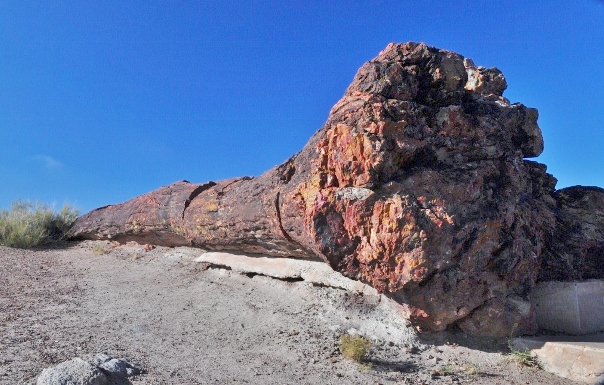 petrified forest's Old Faithful